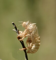 Chrysalide de la cigale