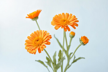 Close-up of Calendula Flowers