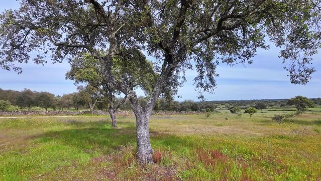 The Standing Stone, Menhir of Meada at Castelo de Vide, Portugal. The largest of the Iberian Peninsula. A mysterious monument from prehistory, with a phallic shape and representing fertility.