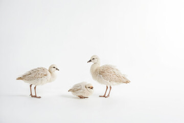 Obraz premium Three White Baby Flamingos on White Background