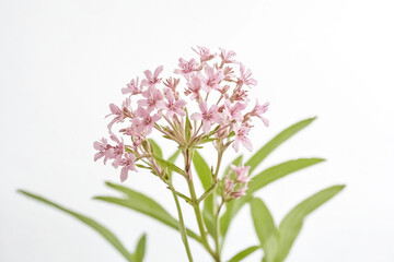 Obraz premium Pink Flowers on a White Background