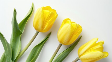 Two lovely yellow tulips on white background vertical orientation