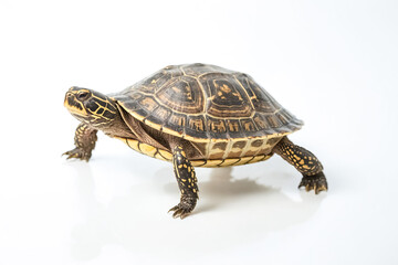 Obraz premium Closeup of a turtle walking on a white background