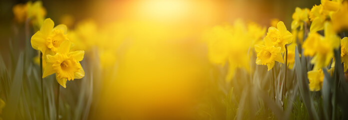wiosenny baner, żonkile , narcyze w parku, daffodils  © meegi