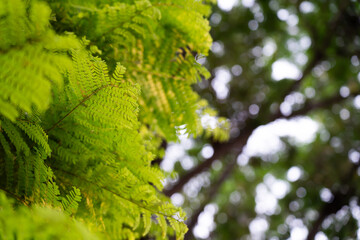 Fototapeta premium small green leaf branches There is bokeh light in the morning