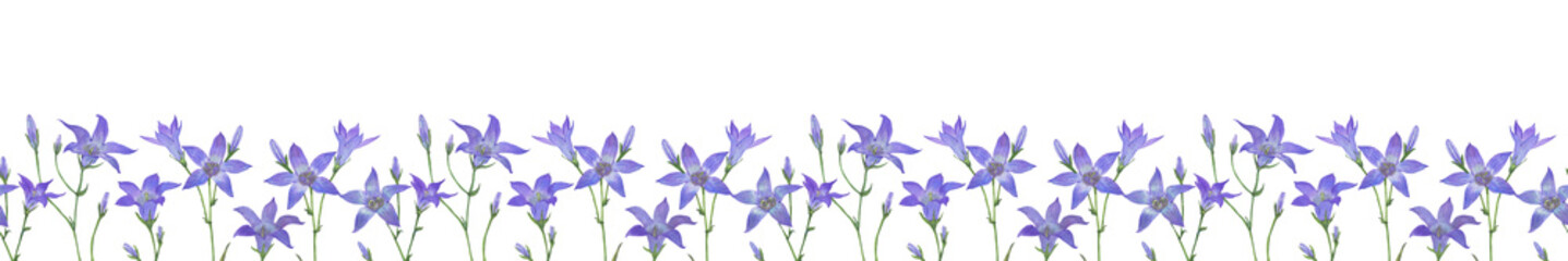 Watercolor flower seamless banner of lilac campanula. Violet blue bells on panoramic background. Hand drawn illustration isolated on transparent.