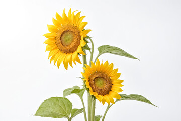 Obraz premium Two Sunflowers on a White Background