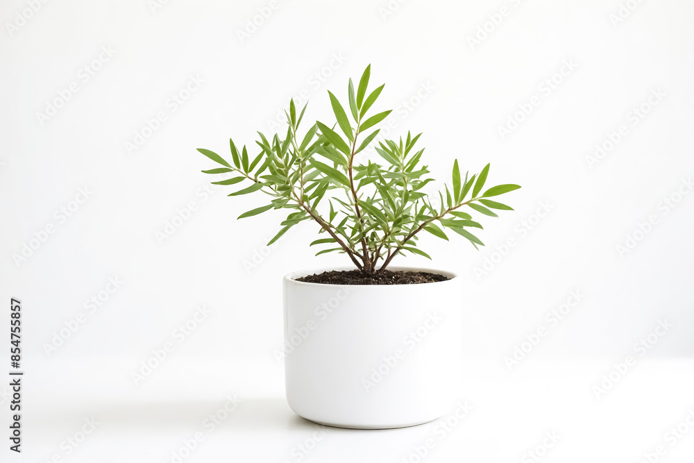 Poster Green Plant in White Pot Against White Background