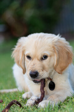 Golden Retreiver Pup