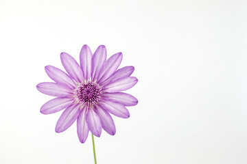 Single Purple Flower on White Background