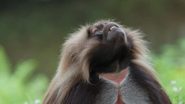 Gelada baboons jump up a tree in the forest.

