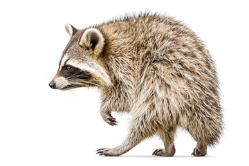 Fototapeta premium Curious Raccoon Standing on White Background