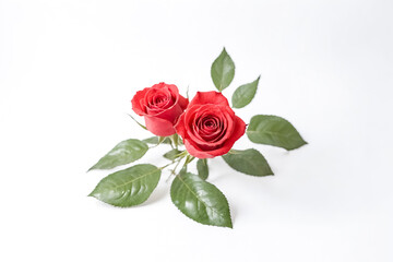 Two Red Roses on White Background