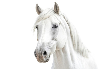 Obraz premium White Horse Head Portrait