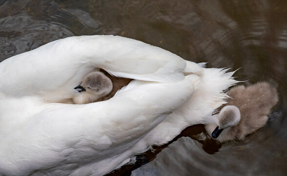 very cute cygnets and their mother swan