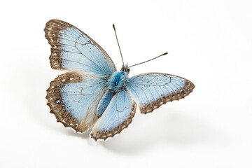 Blue Butterfly on White Background