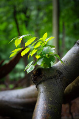 Fresh Green Leaves on Old Branch