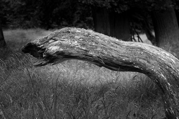 Obraz premium Twisted Tree Trunk in Grassland