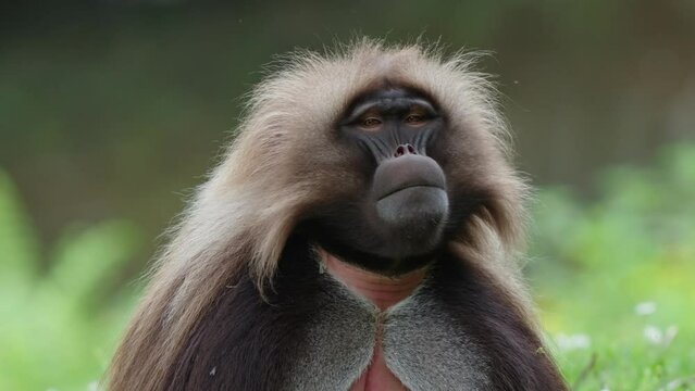 Gelada baboons jump up a tree in the forest.
