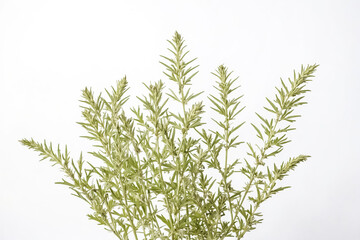 Naklejka premium Close-up of Green Foliage on White Background