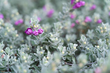 purple flower decoration It is called a neon flower. Planted to decorate the garden beautifully