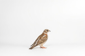 Fototapeta premium Brown and white bird on white background