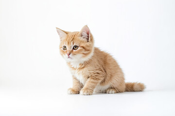 Obraz premium Adorable ginger kitten sitting on white background