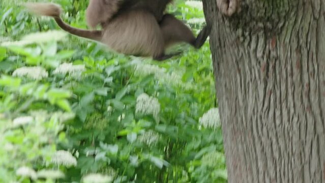 Gelada baboons jump up a tree in the forest.
