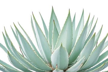 Fototapeta premium Closeup of a Green Agave Plant with Spiky Leaves