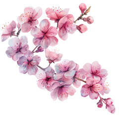 Pink Cherry Blossom Floral Branch Isolated on Transparent or White Background, PNG