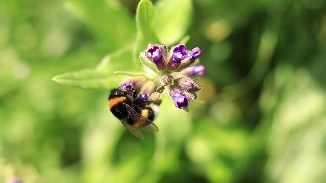 Bumblebee collects nectar from wildflowers. Pollination of flowers by insects. Lawn with flowers, selective focus, summer. Close-up of a bumblebee near a purple flower
