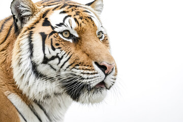 Fototapeta premium Close-up of a Tiger's Face