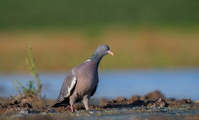 Common Wood Pigeon (Columba palumbus) is usually lives in large herds in cereal fields and gardens. It is a common type of pigeon.