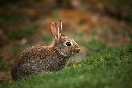 Close-up of rabbit on grass with low light