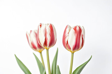 Naklejka premium Two Red and White Tulips on White Background