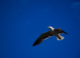 Light and shadow portraying a sea gull at Gothenburg m Sweden 