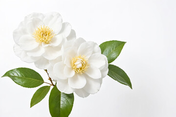 Obraz premium Two White Camellia Flowers with Green Leaves on White Background