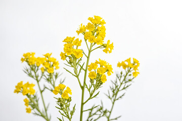 Yellow Flowers on a White Background