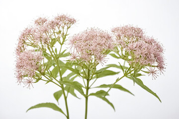 Pink Wildflowers On White Background