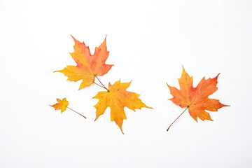 Three Orange Maple Leaves on White Background