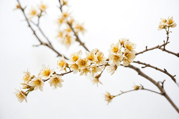 Obraz premium Delicate White Flowers on a Branch