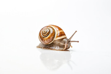 Snail Crawling on White Background