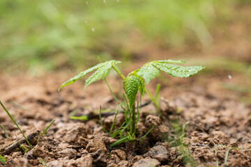 young plant, chestnut sprout, landscaping