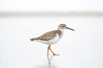 A lone shorebird wades in shallow water