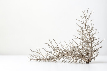 Obraz premium Dried Branch on a White Background