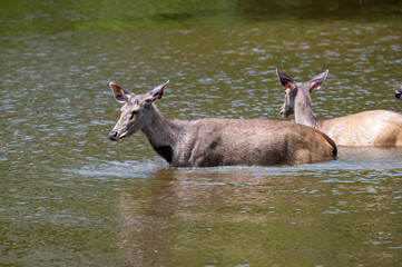 deer in the river