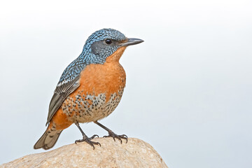 Fototapeta premium Bluethroat Perched on a Rock