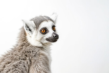 Fototapeta premium Close-up of a Lemur's Face with Bright Orange Eyes