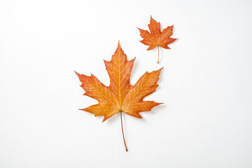 Fototapeta premium Two Orange Autumn Leaves on White Background