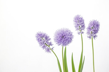 Closeup of Purple Flowers on White Background